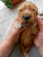 /album/anglicky-kokerspaniel/stena-137-jpg/